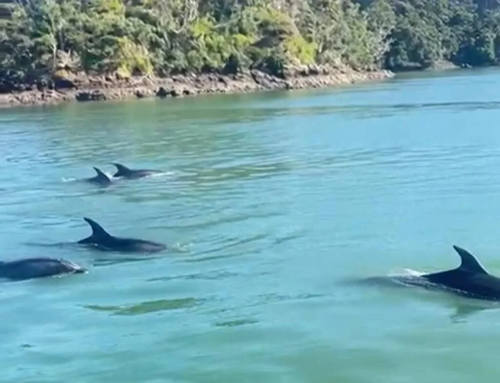 Dolphins seen from Sensation