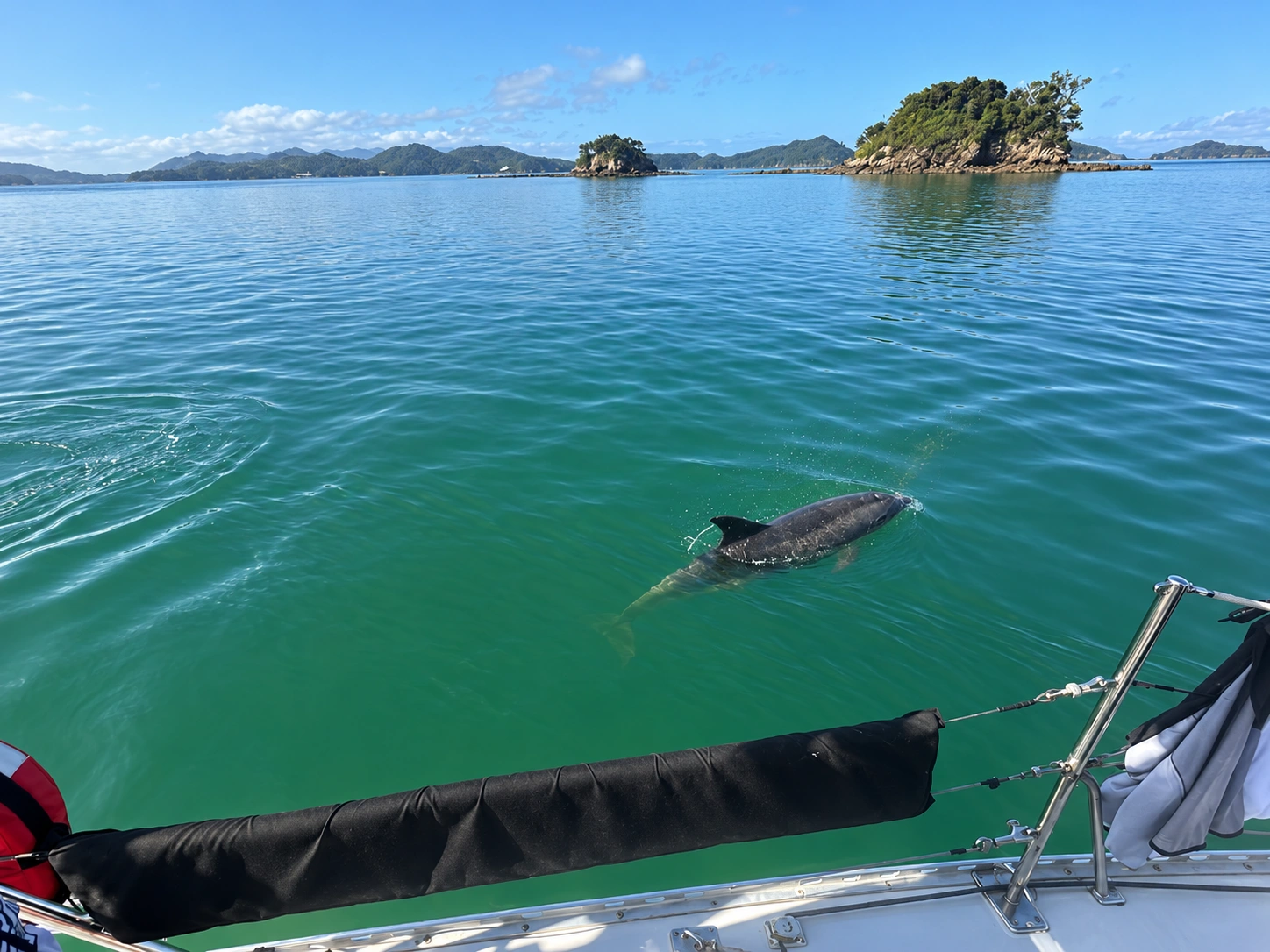 Clear Bay of Islands water with a dolphin alongside the yacht