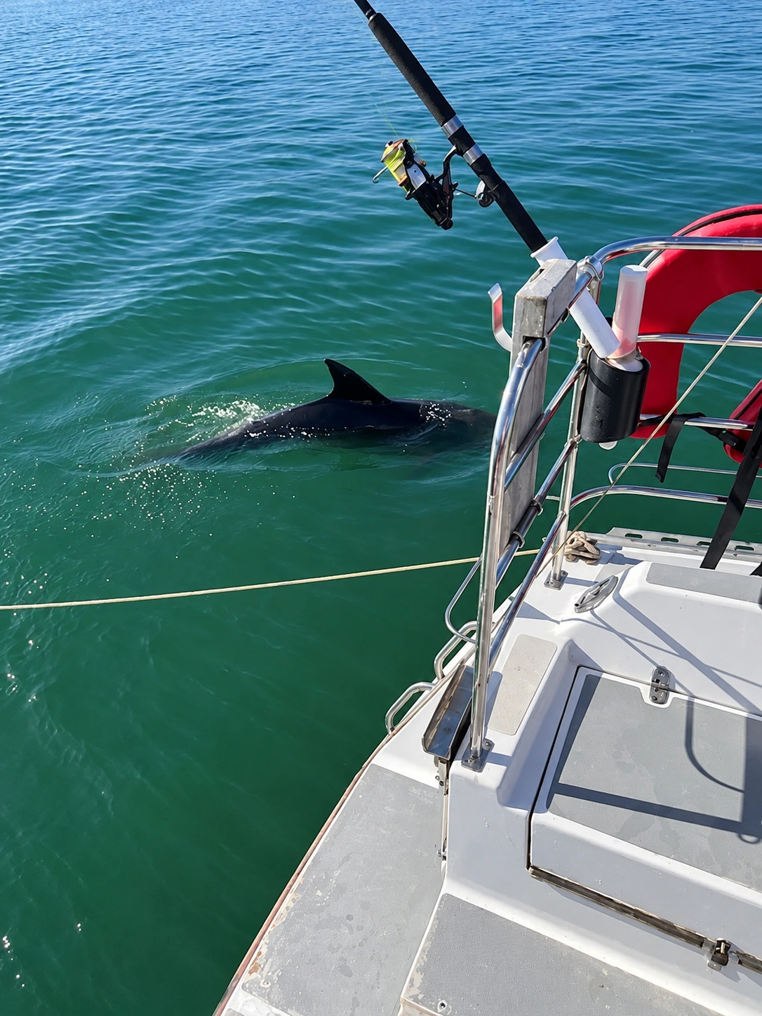 A dolphin moment from the deck