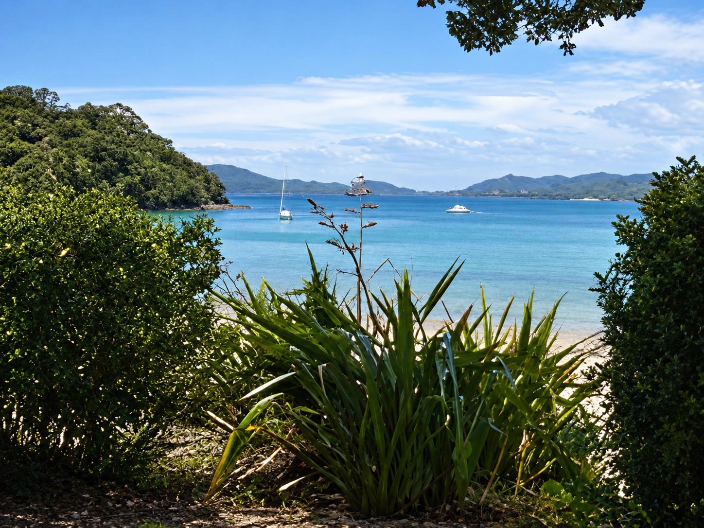 Looking through native vegetation towards Moturua’s sheltered water