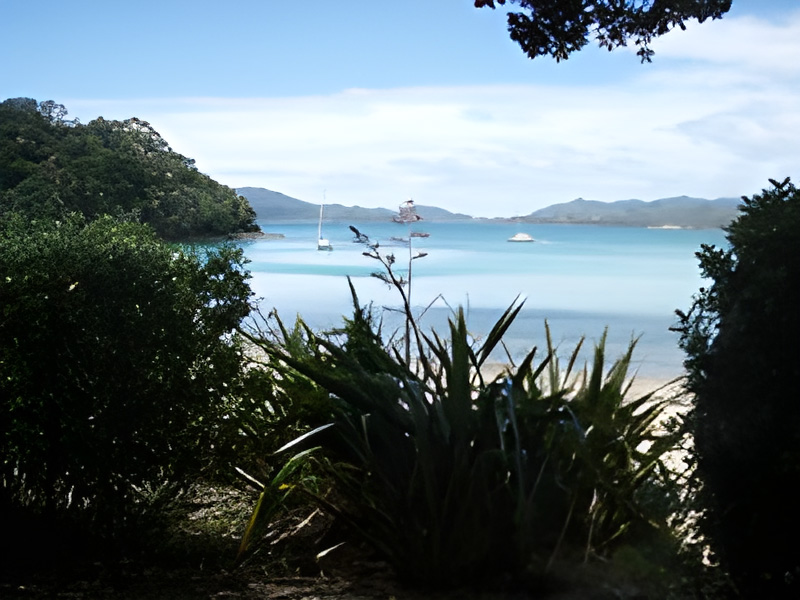Dolphins swimming near a sailboat